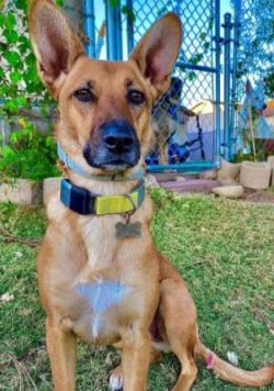 The Caroline Dog is a sturdy dog ​​that will bond and play with children, especially those they  ...