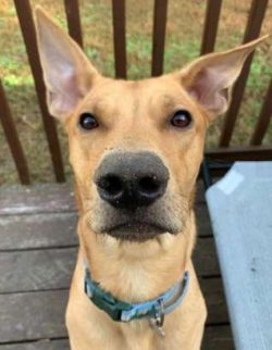  It is believed that the Caroline dog originated in Asia and closely resembles the Asian pariah  ...