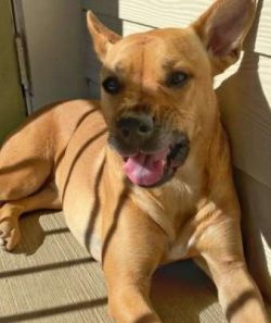  Caroline’s dog has been rediscovered and tamed. They are also known as Dixie Dingo, Ameri ...