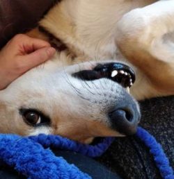  Bones that resemble those of the Caroline dog have been found in the burial grounds of ancient  ...
