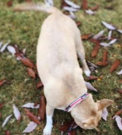  The Caroline dog was officially recognized as a breed by the American Kennel Club in the 1970s.