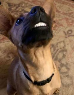  Carolina’s dog should weigh between 30 and 55 pounds and measure 18 to 20 inches at the s ...