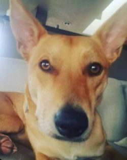  Caroline’s dog is very smart, but there is a stubborn streak in her makeup. They may not  ...