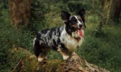 The Cardigan Welsh Corgi is the older of the two Corgi dog breeds, with dogs of this type believ ...