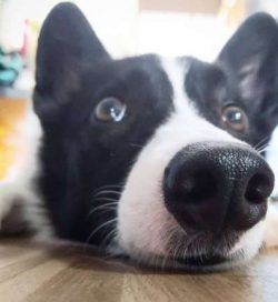 Throughout history, people used these dogs to drive cattle to market. These days, they mostly lo ...