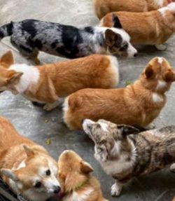 Until 1934, the Welsh Corgi was considered to be a single breed, but these days the dogs are rec ...