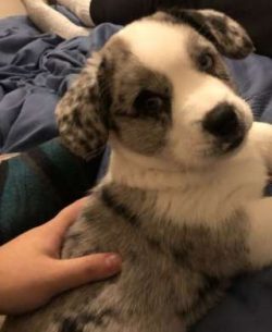 Cardigan Welsh Corgis, also known as Cardigans, Cardis or CWCs, have an alert, watchful, yet fri ...