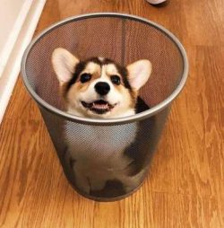 Cardigan Welsh Corgis, also known as Cardigans, Cardis or CWCs, have an alert, watchful, yet fri ...