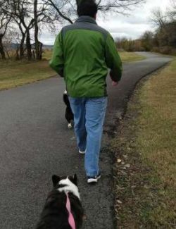 The Cardigan Welsh Corgi is descended from the same family of dogs that produced the Dachshund a ...