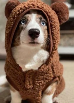 Cardigan Welsh Corgis were first shown in English dog shows in 1919 and the English Cardigan Wel ...