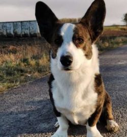 In the mid and late 1920s, a red and white dog named Bob Llwyd influenced the breed a great deal ...