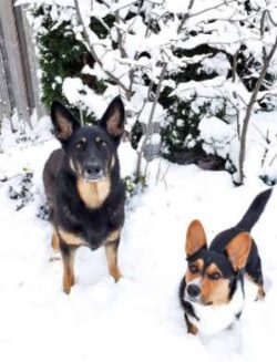 In 1934, the British Kennel Club declared Pembrokes and Cardigans to be separate breeds, thereby ...