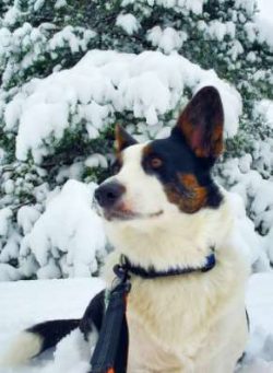 Cardigan Welsh Corgis are generally healthy, but like all breeds, they’re prone to certain ...