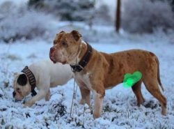 The Catahoula Bulldog is a mixed breed dog–a cross between the Catahoula Leopard Dog and America ...