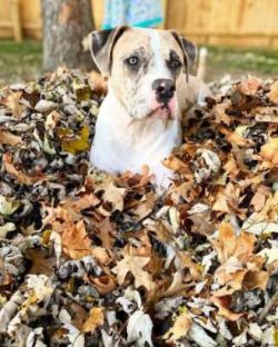 These dogs posses short, dense, and straight coats that are often described as looking glossy. W ...
