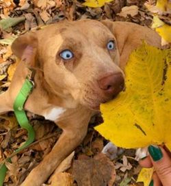 Catahoula Bulldogs are some of the most loyal dogs around. They can act as guardians and protect ...