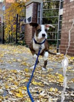 You’ll need to be able to commit to at least two long walks every day, ideally with the op ...