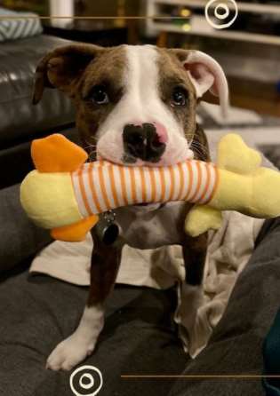 As with all dogs, the Catahoula Bulldog’s dietary needs will change from puppyhood to adul ...