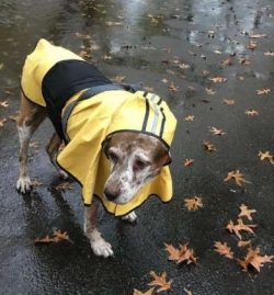 The Catahoula Leopard Dog breed has a striking appearance and a strong work ethic. They’re a tou ...