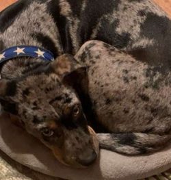 Although these are rare, purebred dogs, you may find them in the care of rescue groups or shelte ...