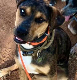 Because he may be aggressive toward unknown dogs, a Catahoula should never be walked off leash. 