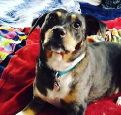 Catahoulas shed lightly to moderately year-round. They require weekly brushing to remove dead ha ...