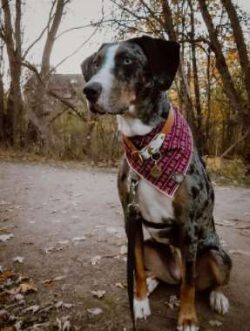 The Catahoula needs early and frequent socialization, especially if you want him to be friendly  ...