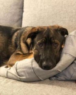 The Catahoula is not recommended for a timid or first-time owner. This breed needs a confident t ...