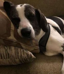 The ideal home for a Catahoula is one with a fenced yard and opportunities for the dog to perfor ...