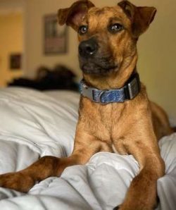 Catahoulas are protective of the children in their family, but they are not four-legged babysitt ...