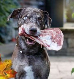 If properly socialized and raised with them, Catahoulas can do well with other dogs and animals. ...