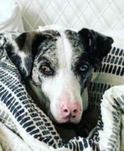 Catahoulas can be aggressive toward other dogs, especially if both dogs are male. 