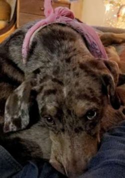 Catahoulas are generally healthy, but like all breeds, they can be subject to certain health con ...