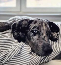 If you are consistent and follow a schedule, housetraining comes easily to the Catahoula. Crate  ...