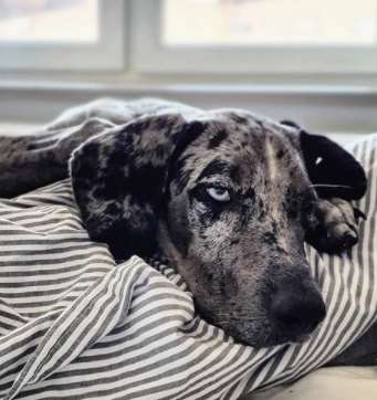 If you are consistent and follow a schedule, housetraining comes easily to the Catahoula. Crate  ...