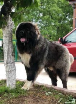 Caucasian Shepherd Dogs are fierce guardians of their territory, but they are also fairly low-en ...