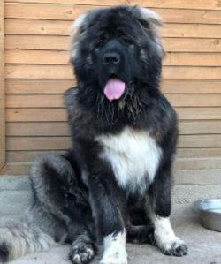 Caucasian Shepherd Dogs are fierce guardians of their territory, but they are also fairly low-en ...