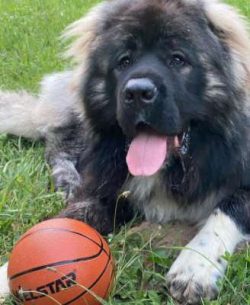 East Germany used Caucasian Shepherd Dogs to patrol the border created by the Berlin Wall. When  ...