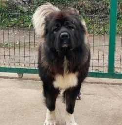 The Caucasian Shepherd Dog is one of the most ancient Molosser breeds. Some archaeological findi ...