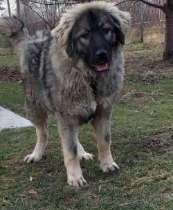 Caucasian Shepherd Dogs are massive. Males tend to be a bit larger than females and weigh in at  ...