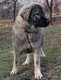 The Caucasian Shepherd Dog is not for novice dog owners. While they are capable of being loving, ...