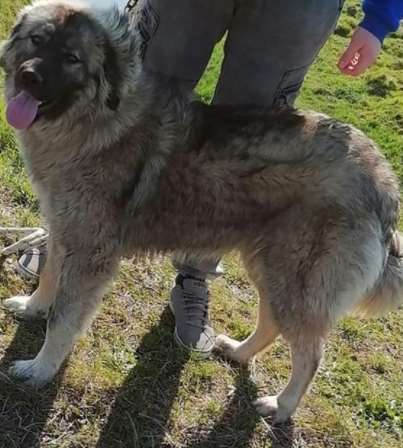 The Caucasian Shepherd Dog is mostly considered to be a healthy breed, but like many giant breed ...