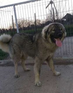Caucasian Shepherd Dogs should be fed a diet formulated for a giant breed with fairly low energy ...