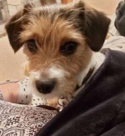 The Cav-a-Jack is a mixed breed dog–a cross between the Cavalier King Charles Spaniel and Jack R ...