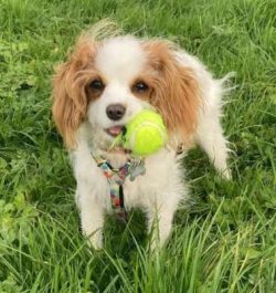 You can find these mixed breed dogs in shelters and breed specific rescues, so remember to alway ...