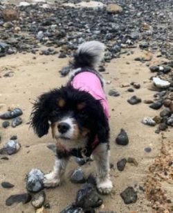 The Cav-a-Jack is a great dog for a first time owner to consider. These pups are playful and soc ...