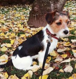 The Cav-a-Jack is a mixed breed dog. They are not purebreds like their Cavalier King Charles Spa ...