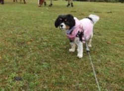 The Cav-a-Jack’s coat is often predominantly white, with extra markings that may be tan, b ...