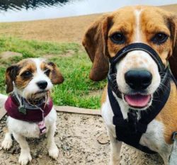 Despite their small size, the Cav-a-Jack is a dog with high energy and exercise needs. Try and a ...