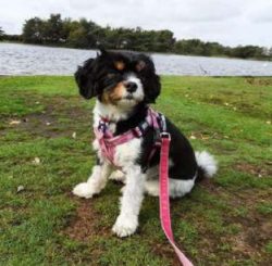 Cav-a-Jacks and kids get along great together. You should still supervise play sessions between  ...